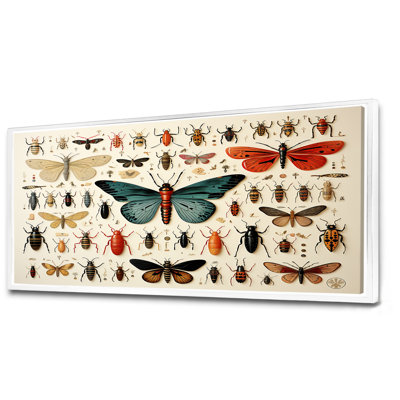 Insectes et insectes oranges et bleus - Insectes et insectes muraux