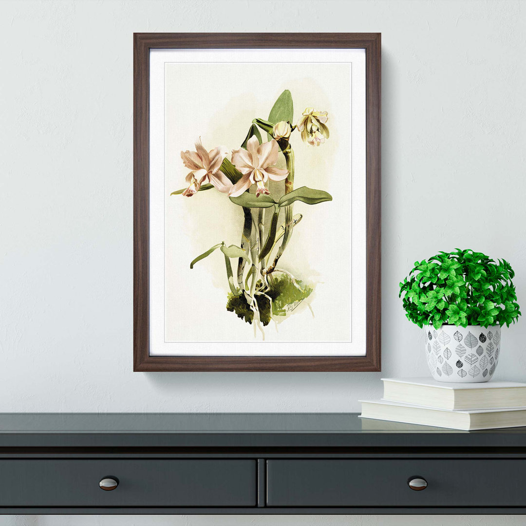 Magnolia Flowers Illustration Tab. 40 by Frederick Sander - Picture Frame Painting Print
