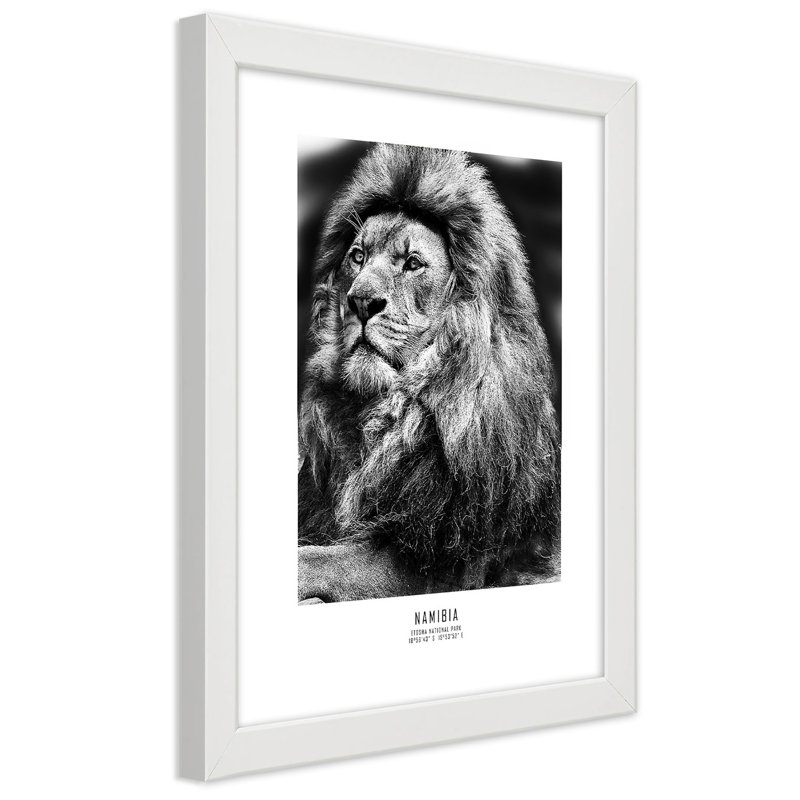 African Lions, Animals - Single Picture Frame Print, White, 100cm H x 70cm W