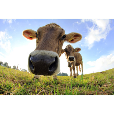 Young Cows - Wrapped Canvas Print