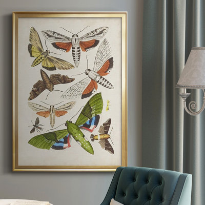 Antique Moths II - impression d'un seul cadre photo