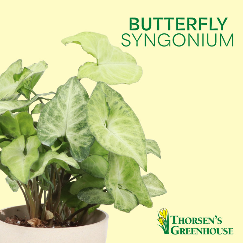 Live White Butterfly Plant, 11" H x 4.5" W x 4.5" D