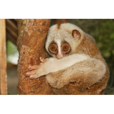 Annajean Slow Loris