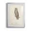 Scops - Eared Owl - reproduction de cadre photo-23335901-23335889