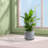 Colorful Ceramic Flowerpot-21610839