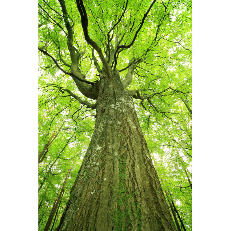 Old Green Tree by Konradlew - Wrapped Canvas Print, 30cm H x 20cm W x 3.8cm D