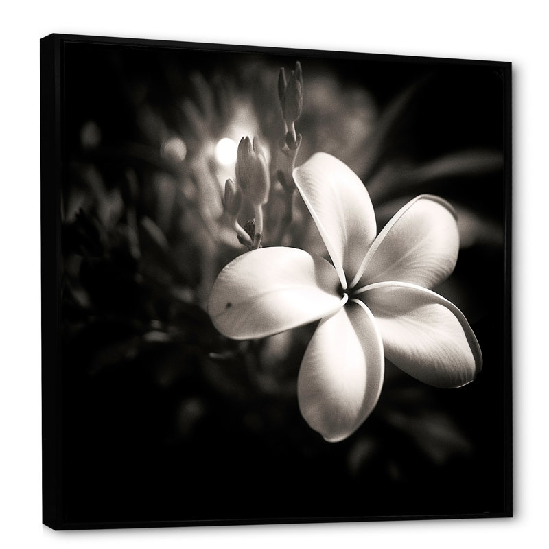 Spectrum Wild Moonlight Plumeria Beauty sur toile, Cadre flottant noir, H 36 po x l 36 po x P 1,5 po