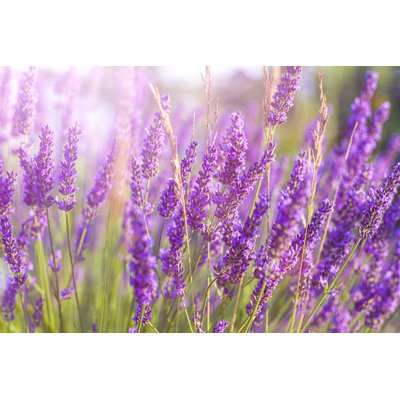 Lavender field