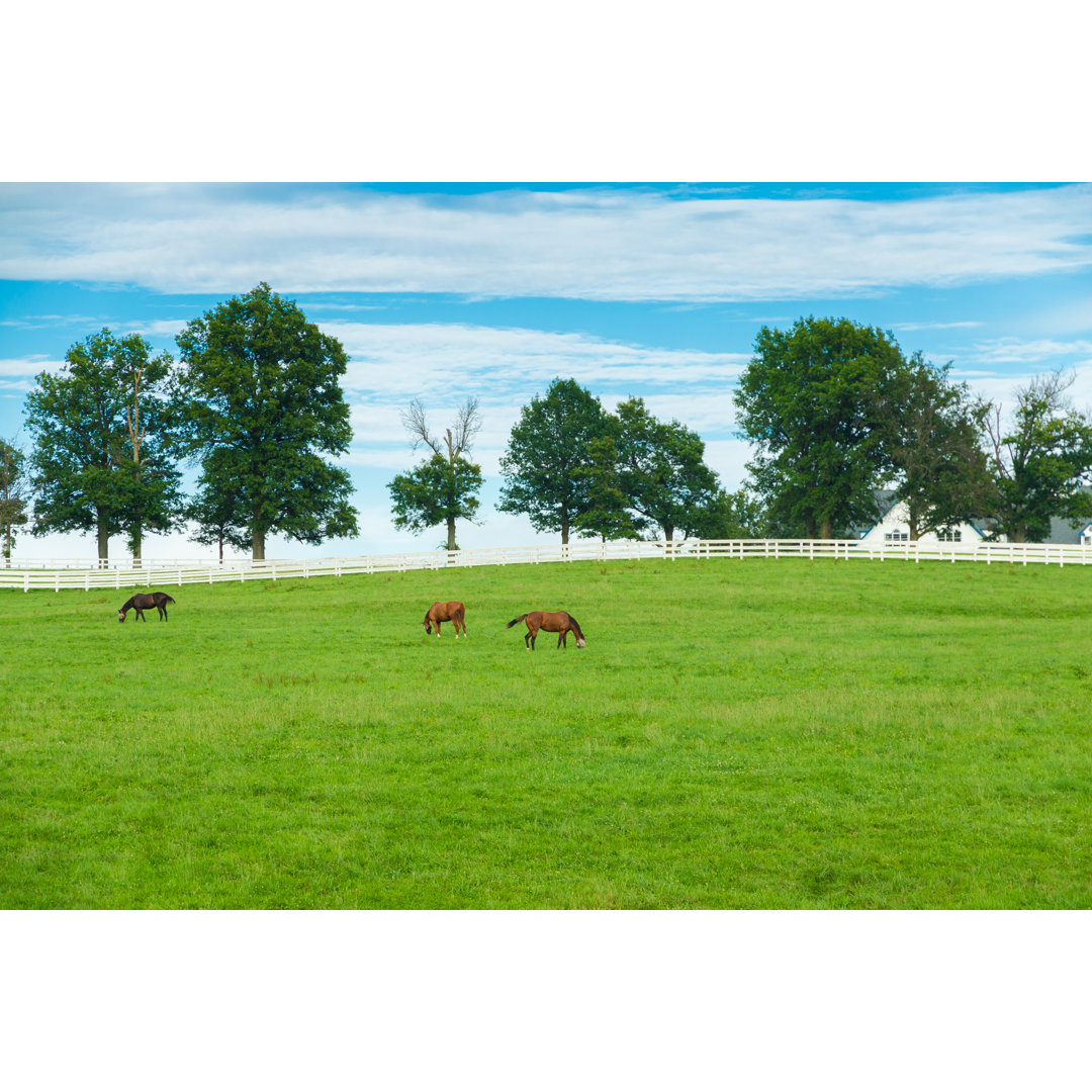 Macksburg Pastures Of Horse Farms - Wrapped Canvas Print