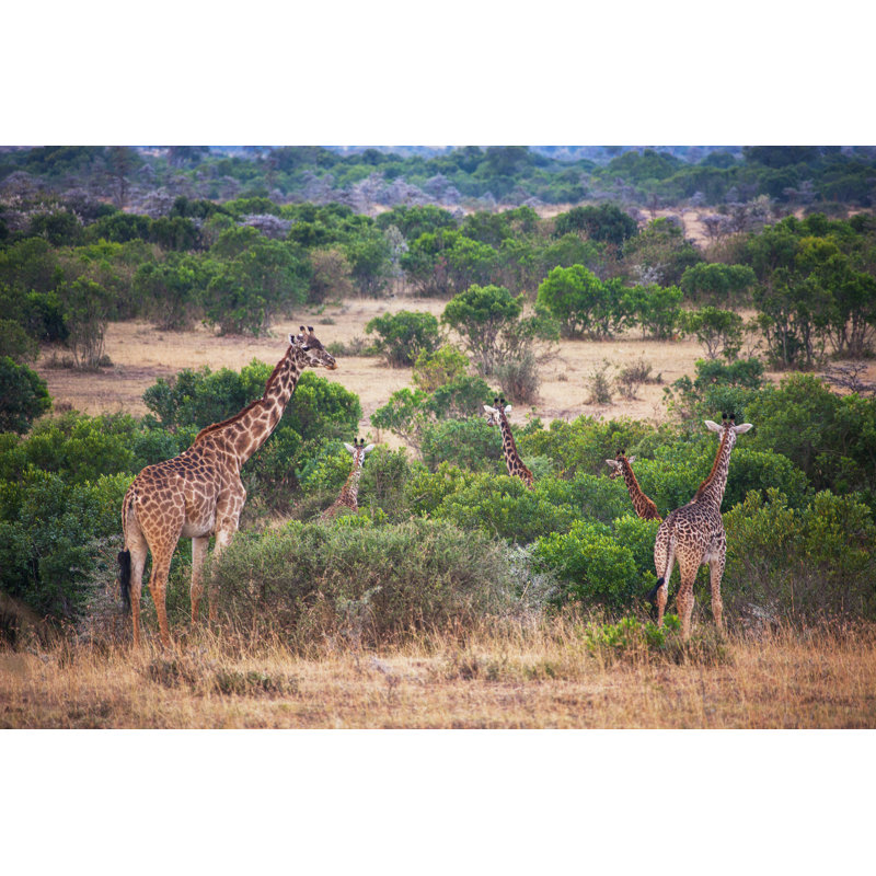 Giraffe - Wrapped Canvas Print, 51cm H x 76cm W x 3.8cm D