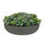 Succulents Mix In Round Bowl