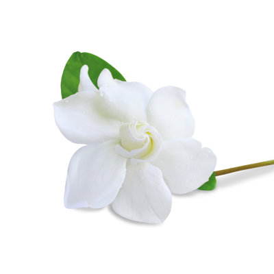 " Jasmine Flower "