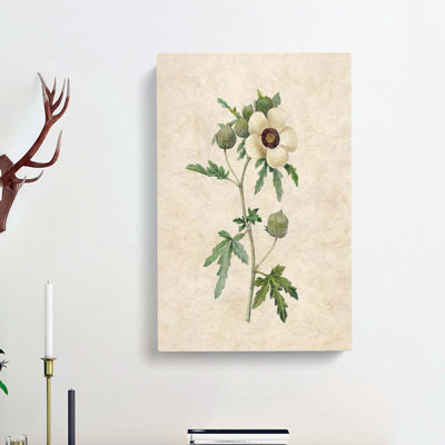 Hibiscus Flower by Pierre-Joseph Redoute - Wrapped Canvas