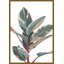 Rubber Plant I Painting by David Brown-65232814