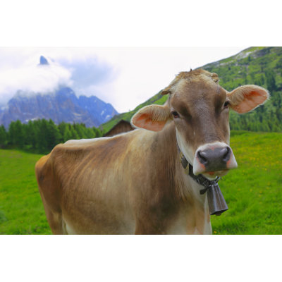 Cow In The Mountains Of Northern Italy by Agustavop - No Frame Print on Canvas