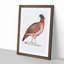 Chinese Horned Pheasant Illustration by John Edward Gray - Picture Frame Painting Print-55546054-55546053