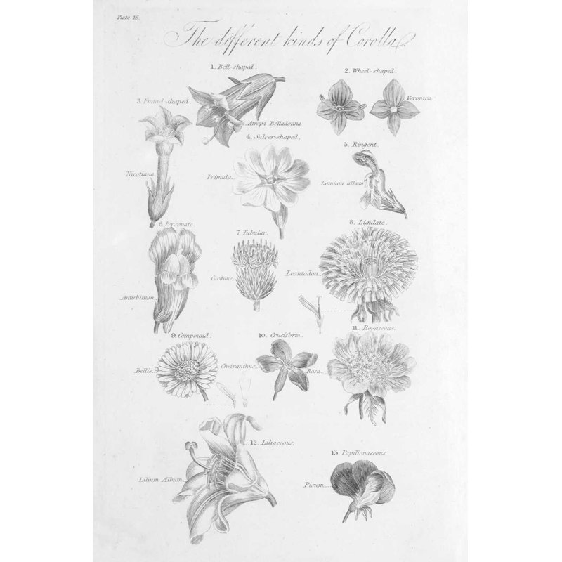 Éléments de botanique II, H 18 po x l 12 po