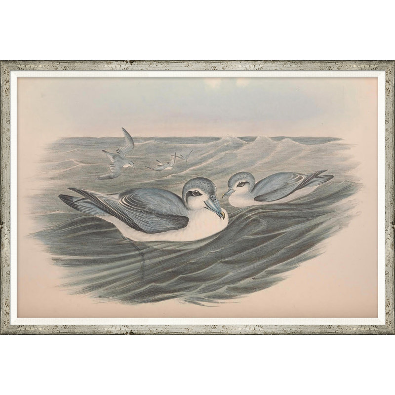 «Coastal Birds», reproduction d'impression encadrée