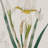 Herbal Botany 4Piece Botanical Illustration Framed Canvas Wall Art Set