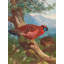 «Temminck's Tragopan» par Archibald Thorburn - Art mural sur toile tendue avec châssis-2090607663