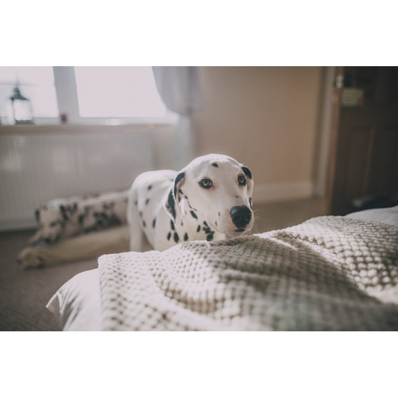 Dalmatians In A Bedroom by Solstock - No Frame Print on Canvas, 51cm H x 76cm W