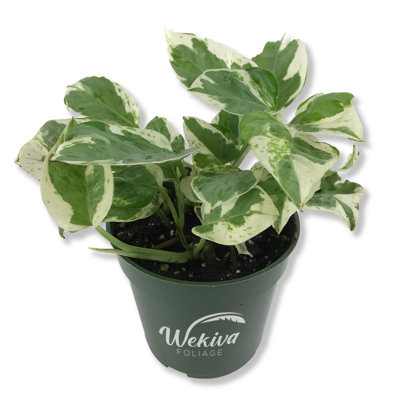 Pearls and Jade Pothos - Live Plant in a 4 Inch Pot - Epipremmum Aureum - Stunning Houseplant with Unique Foliage - The Perfect Air Purifying Houseplant Companion