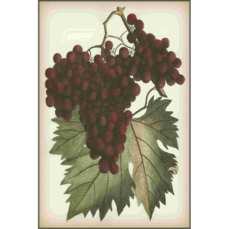" Red Grapes II " Painting Print, 18" H x 12" W