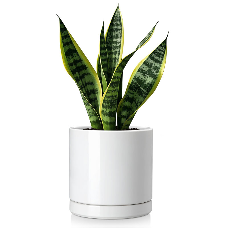 FLHPOT Ceramic Pot Planter