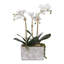 Real Touch Silk Phalaenopsis Orchids And Leaves With String Of Pearls In Wash Stone Pot