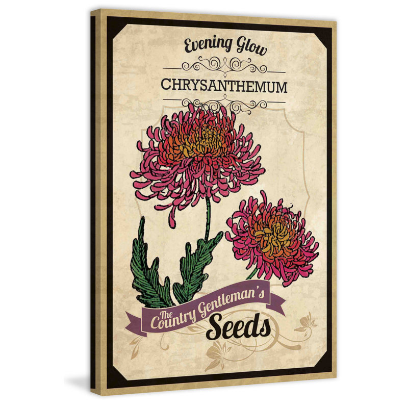 Flower Packet Chrysanthemum - Wrapped Canvas Print, 61 cm H x 41 cm W