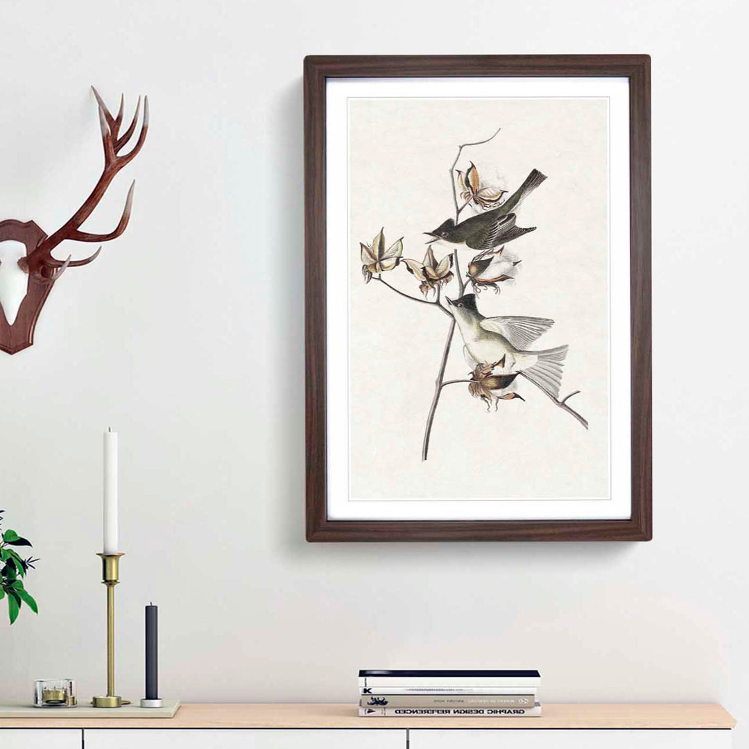 Pewit Flycatcher Birds by John James Audubon - Picture Frame Painting Print