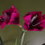 60cm Faux Flowering Plant in Planter