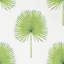 Fan Palm Wallpaper-50888992