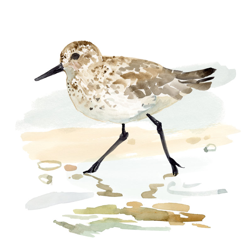 «Eretta Freckled Sandpiper» sur toile par Victoria Barnes, L 12 po x H 12 po