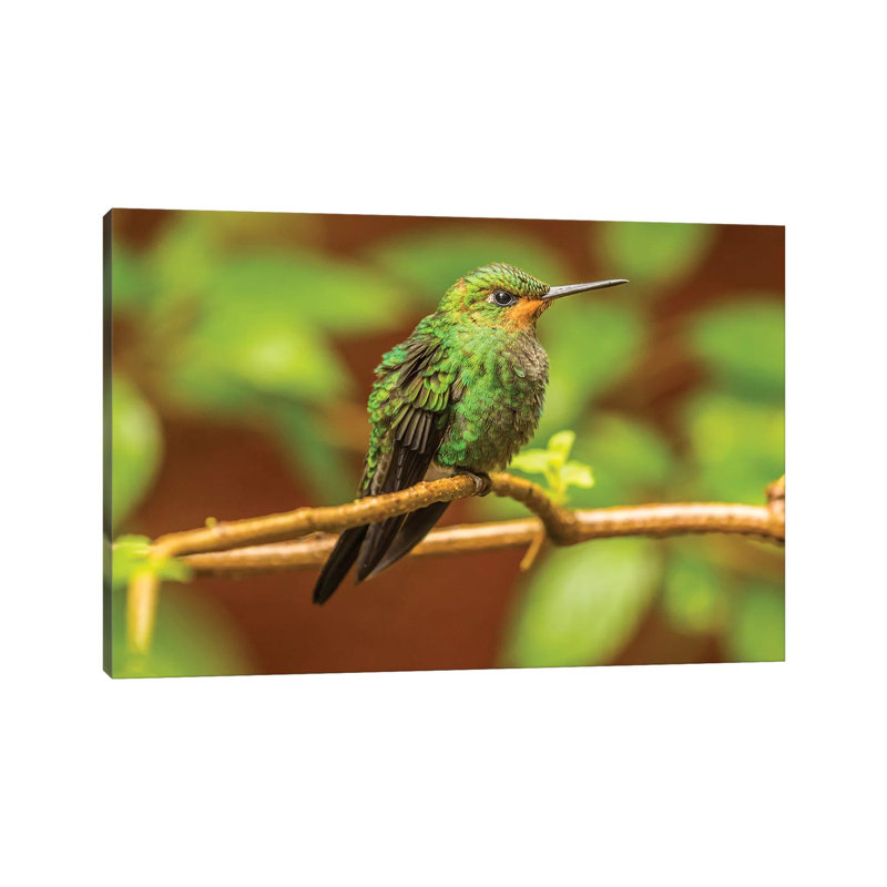 Costa Rica, Monte Verde Cloud Forest Reserve. Female Purple-Throated Mountain Gem Close-up. by Jaynes Gallery - Wrapped Canvas Print