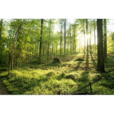Beautiful Green Forest by Jessicahyde - Wrapped Canvas Photograph