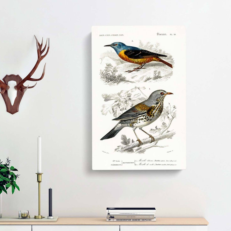 Bird Illustrations PL. 18 by Charles D Orbigny - Wrapped Canvas, 60cm H x 40cm W x 3cm D