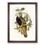 Magnificent Fruit Pigeons by Elizabeth Gould - Picture Frame Painting Print-55577320-55577323