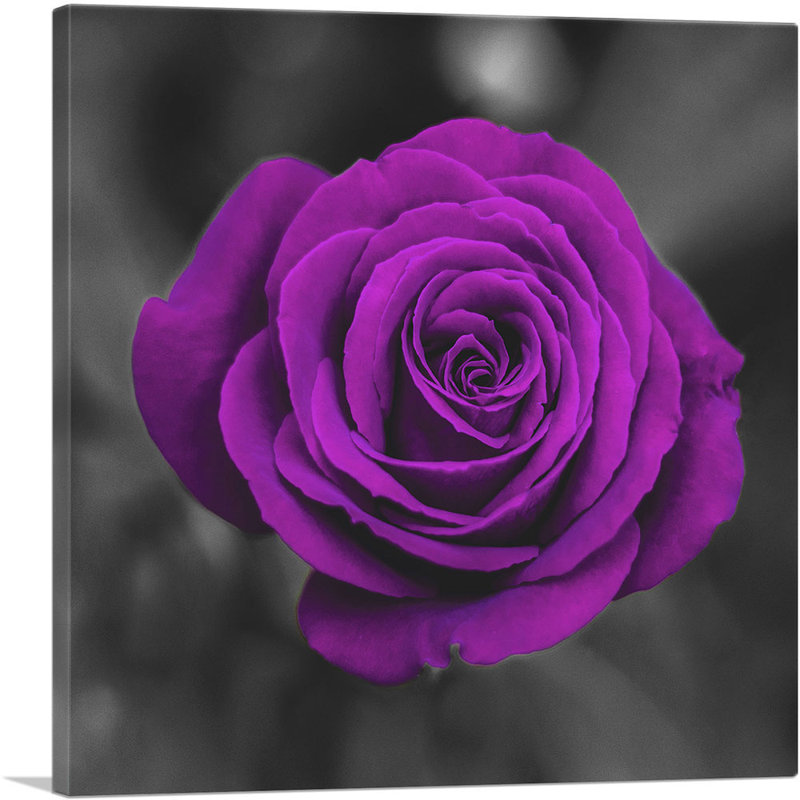 Mauve rose dans un jardin - reproduction de photo sur toile tendue, H 18 po x l 18 po x P 0,75 po