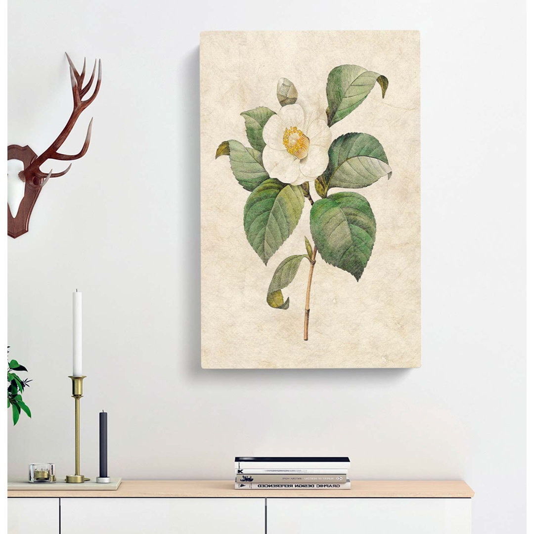 Japanese Camellia In White by Pierre-Joseph Redoute - Wrapped Canvas
