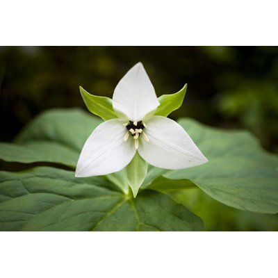 " Trillium "