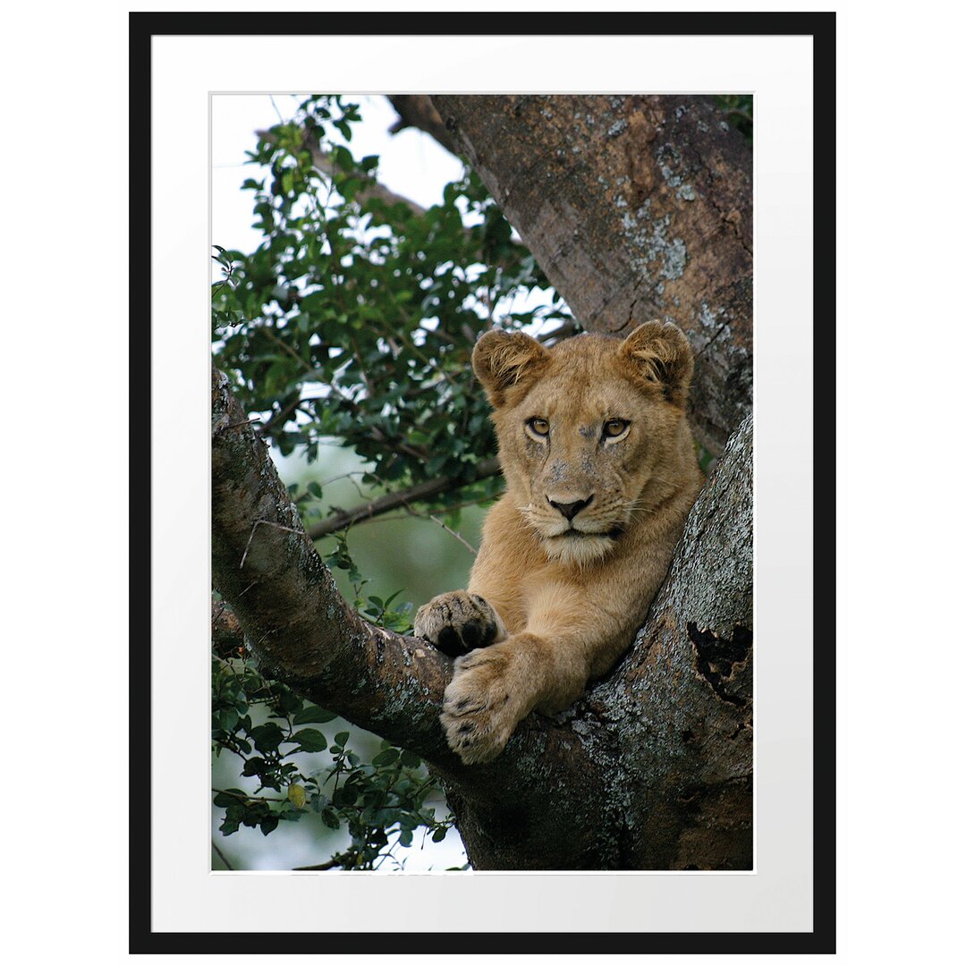 Gerahmtes Poster Schöne Löwin auf Baum