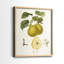Vintage Pears III - reproduction encadrée de qualité supérieure - prête à être accrochée - aucun clou requis - aucun clou requis-1842367161-1842367163