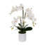 Orchidées phalaenopsis en pot blanc