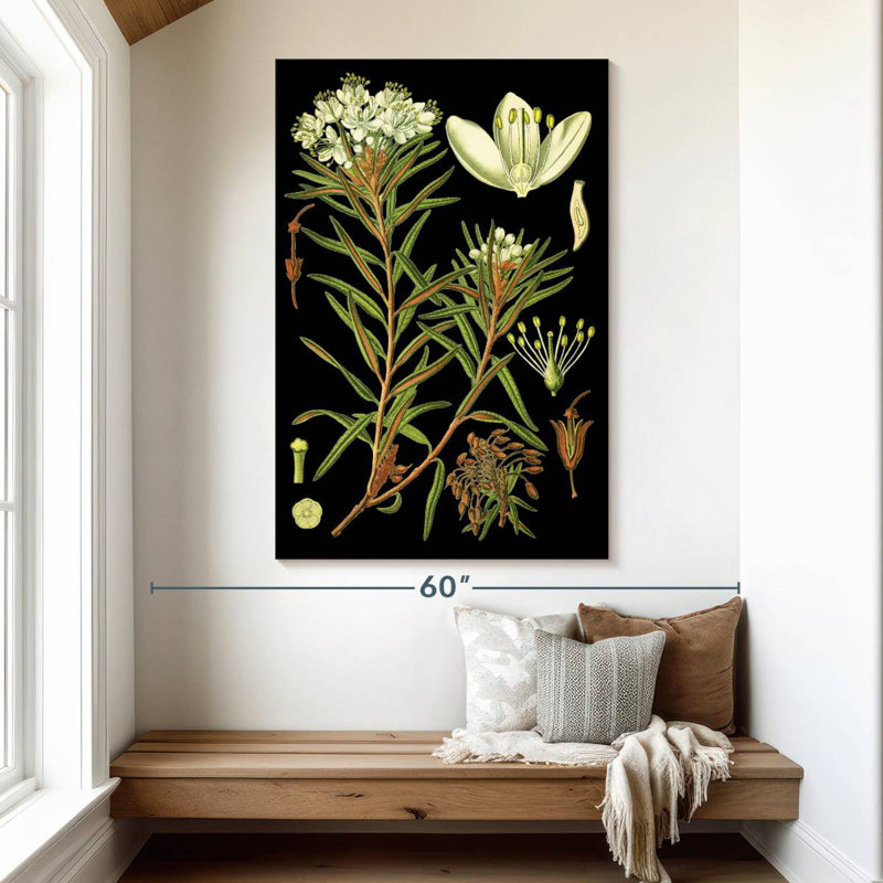 Harnek Marsh Labrador Tea Plant, 51" H x 34" W