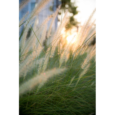 White Flower Grass Field by Kckate16 - Wrapped Canvas Print