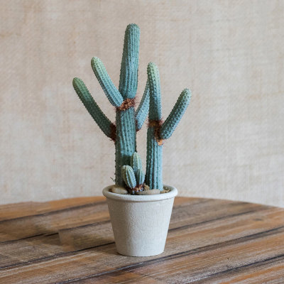 Succulent plante en pot de fleurs