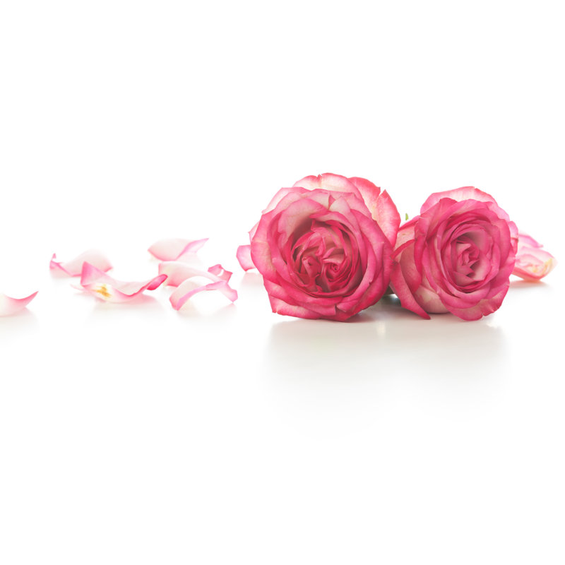 Pink roses and petals, 51cm H x 76cm W