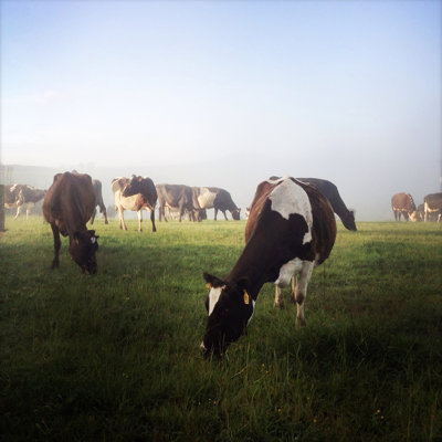 Cows by STILLFX - Wrapped Canvas Print