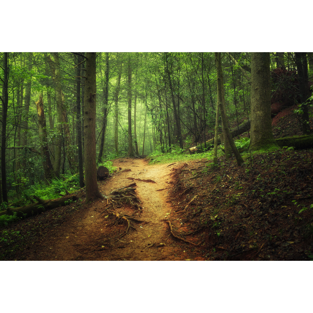 Trail Through The Forest von Marilyn Nieves - Druck auf Leinwand ohne Rahmen